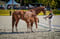 Anuncio de caballos