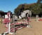 Horse ad