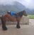 Anuncio de caballos
