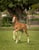 Annuncio cavallo
