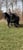 Annuncio cavallo