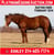 Horse ad