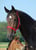 Annuncio cavallo