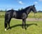 Horse ad