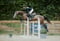 Annuncio cavallo