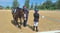 Horse ad