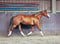 Paardadvertentie