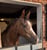 Annonce cheval