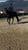 Horse ad