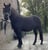 Annuncio cavallo