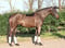 Horse ad