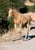 Annuncio cavallo