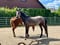 Horse ad