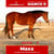 Anuncio de caballos