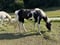 Horse ad