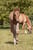 Annuncio cavallo