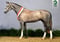 Annuncio cavallo