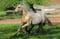 Annonce cheval