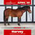 Paardadvertentie
