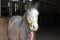 Horse ad