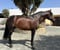 Annuncio cavallo