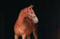Anuncio de caballos