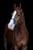 Horse ad