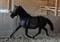 Horse ad