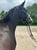 Annonce cheval