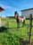 Annonce cheval