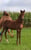 Annuncio cavallo