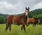 Horse ad