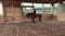 Annuncio cavallo
