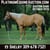 Horse ad