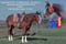 Horse ad