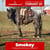 Horse ad