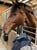 Anuncio de caballos