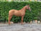 Horse ad