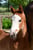 Annuncio cavallo