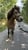 Horse ad