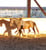 Annuncio cavallo