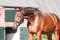 Annuncio cavallo