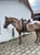 Annuncio cavallo