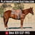 Horse ad