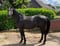 Annonce cheval