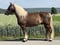 Annuncio cavallo
