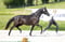 Annuncio cavallo