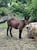 Annuncio cavallo