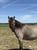 Annuncio cavallo
