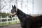 Horse ad